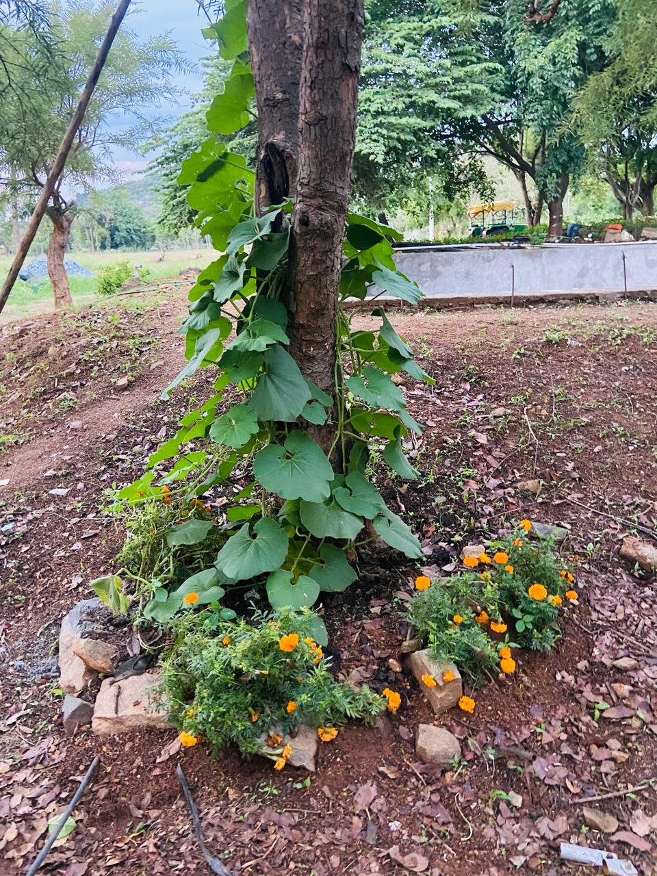 Sandalwood plantation