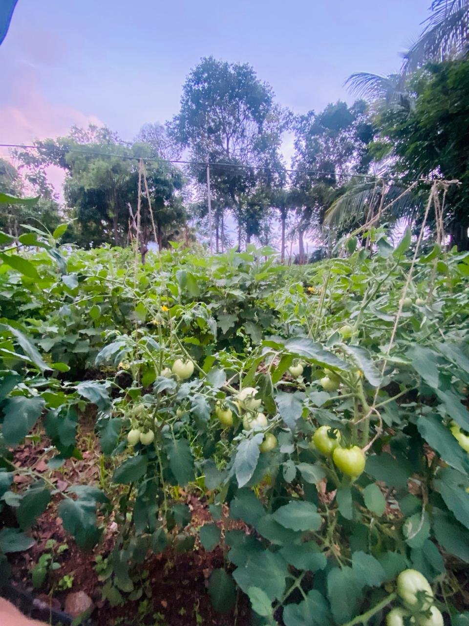 Krushi Bhoomi Farms — photo 13