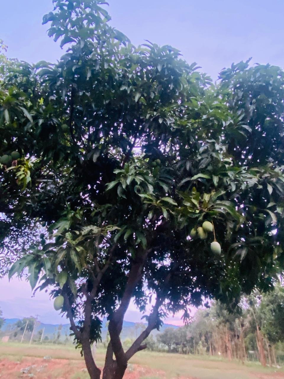 Krushi Bhoomi Farms — photo 15