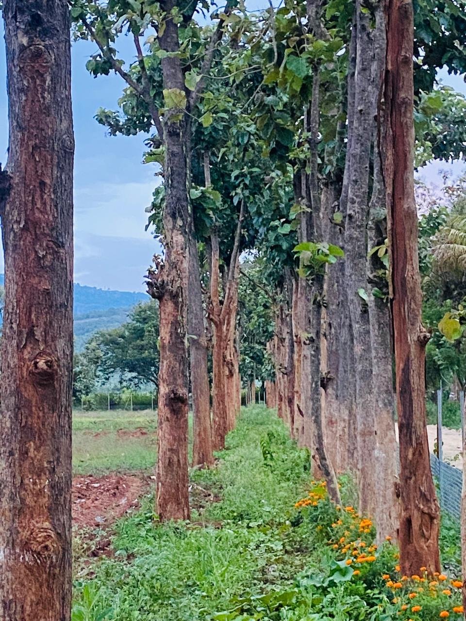 Krushi Bhoomi Farms — photo 19