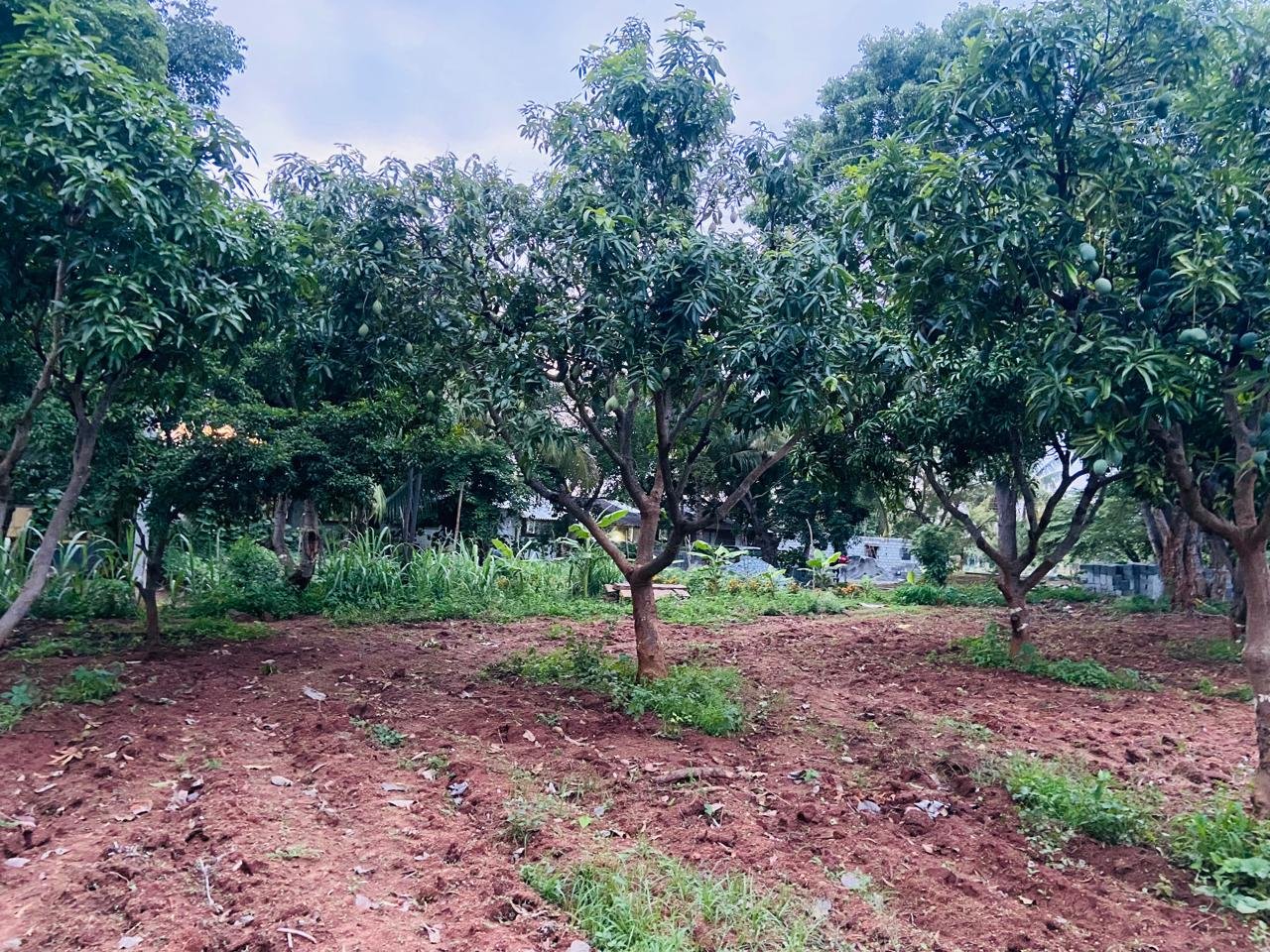 Krushi Bhoomi Farms — photo 20