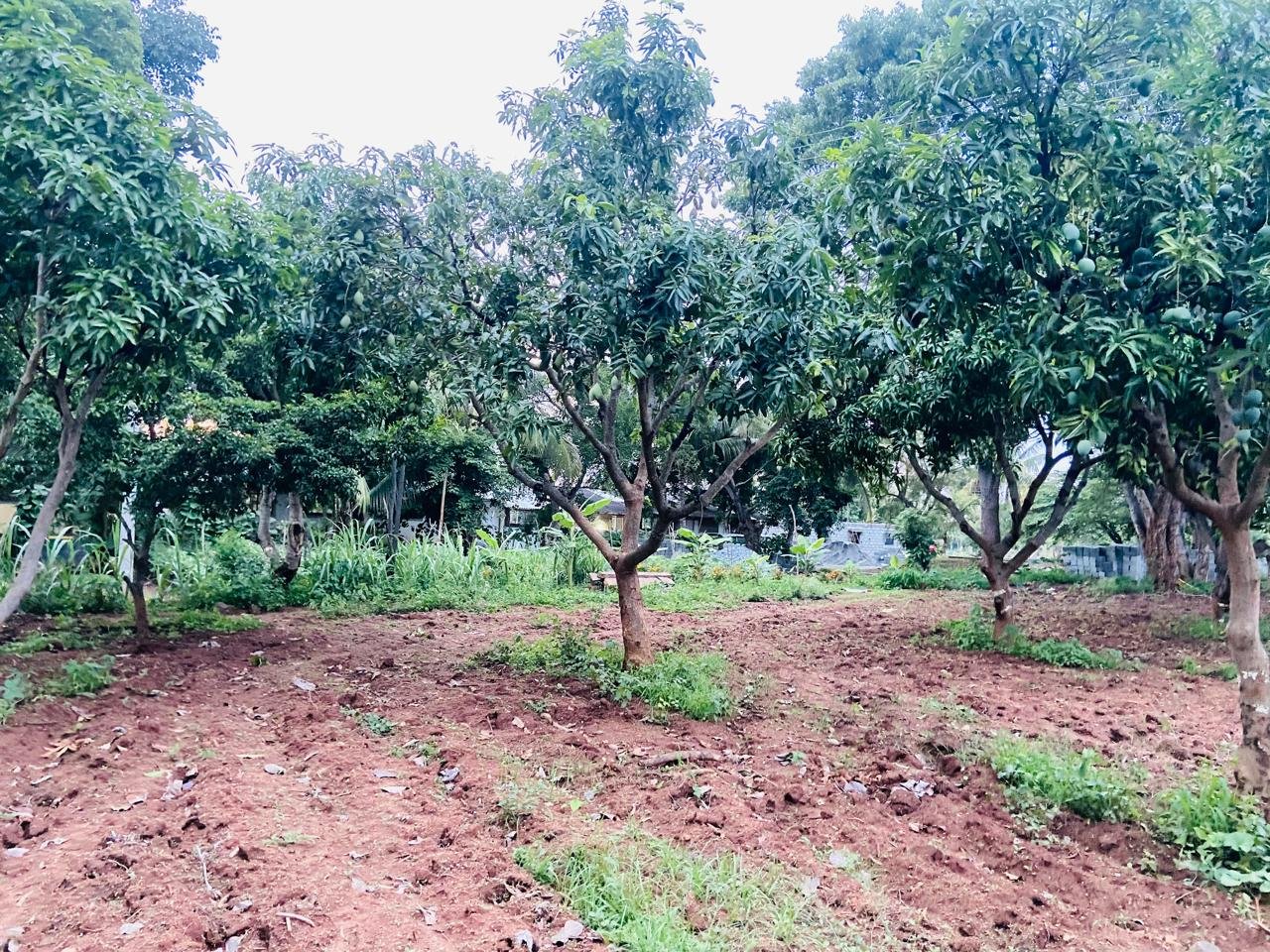 Krushi Bhoomi Farms — photo 22