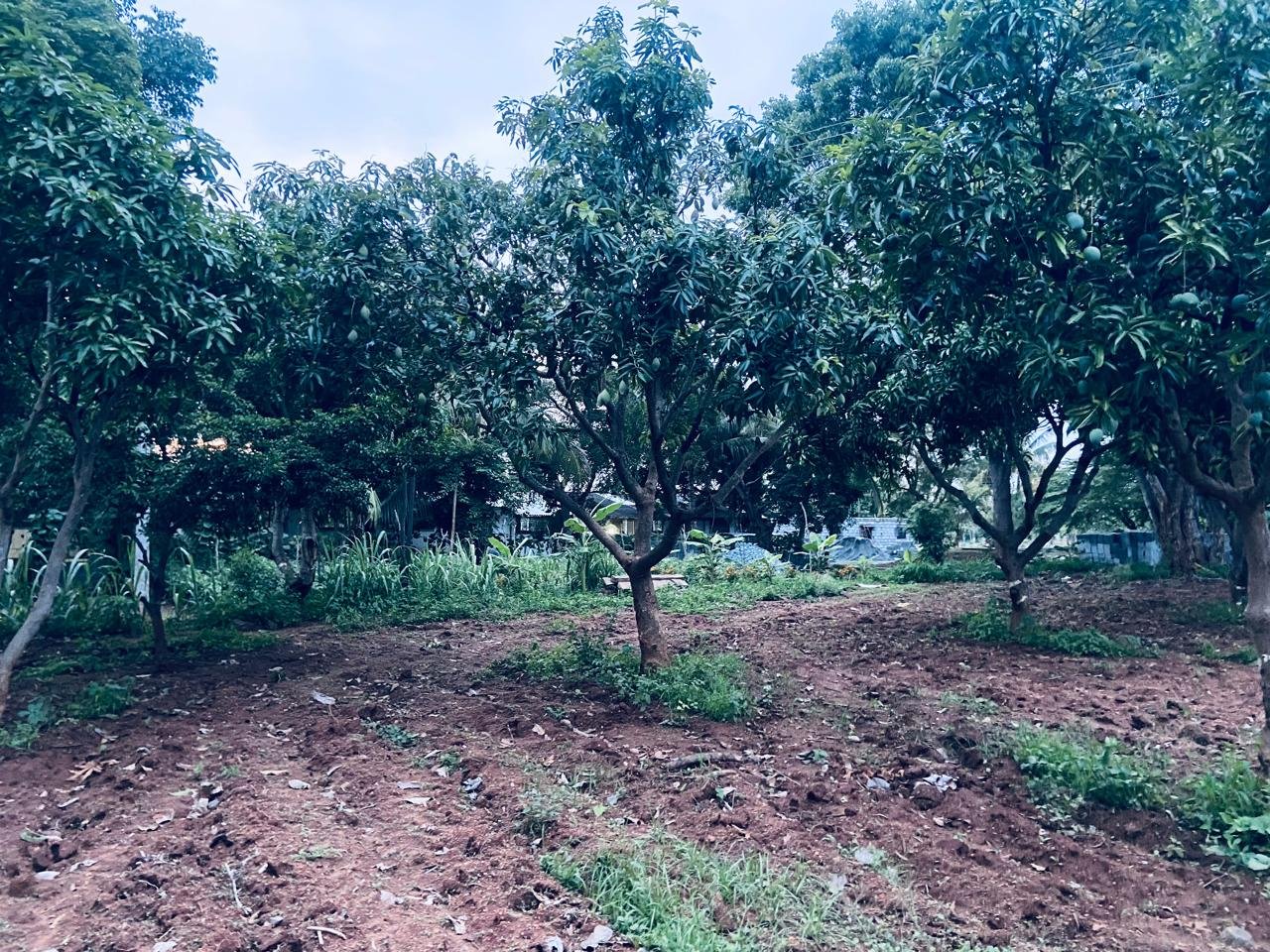 Krushi Bhoomi Farms — photo 24