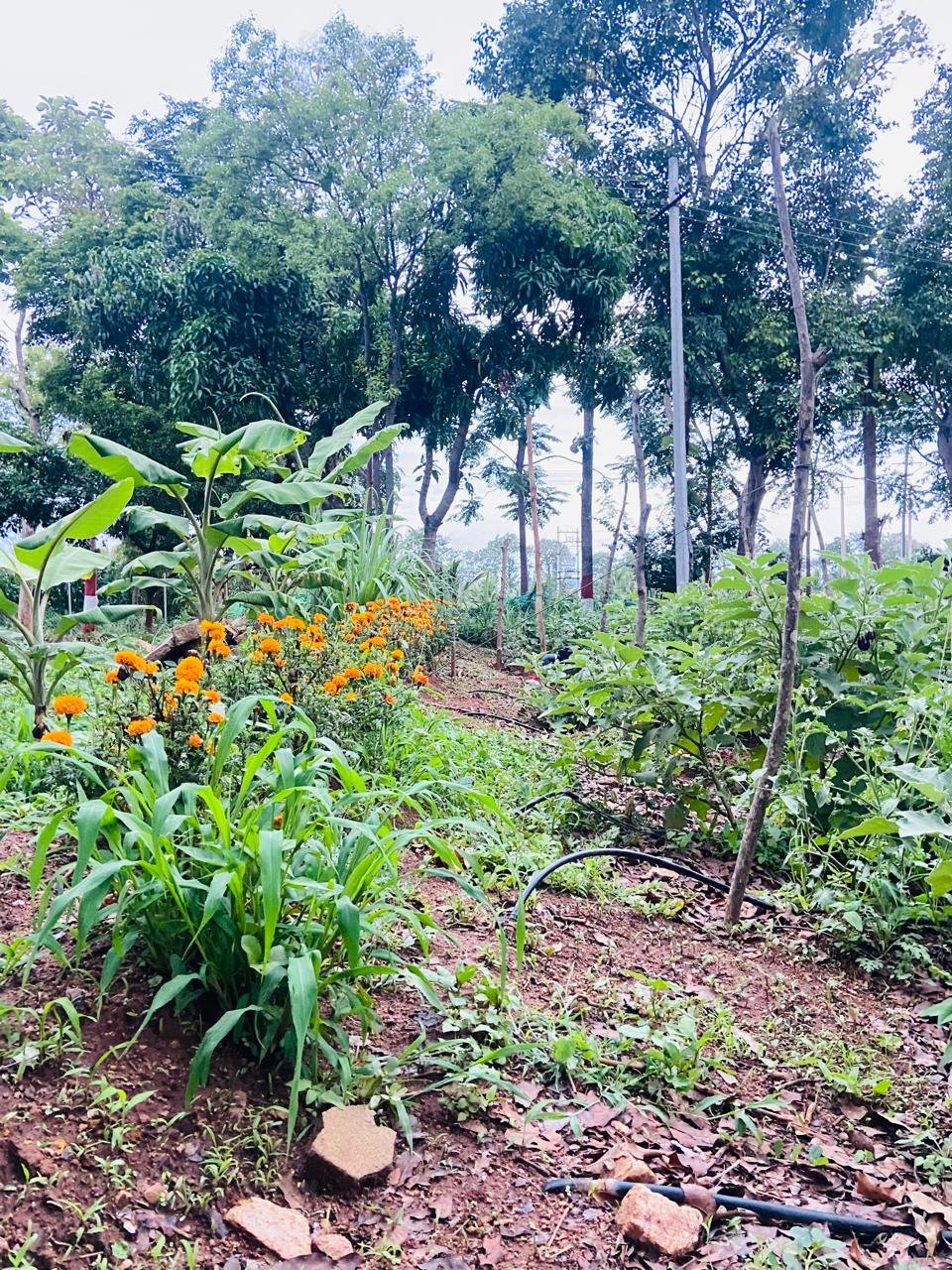 Krushi Bhoomi Farms — photo 27