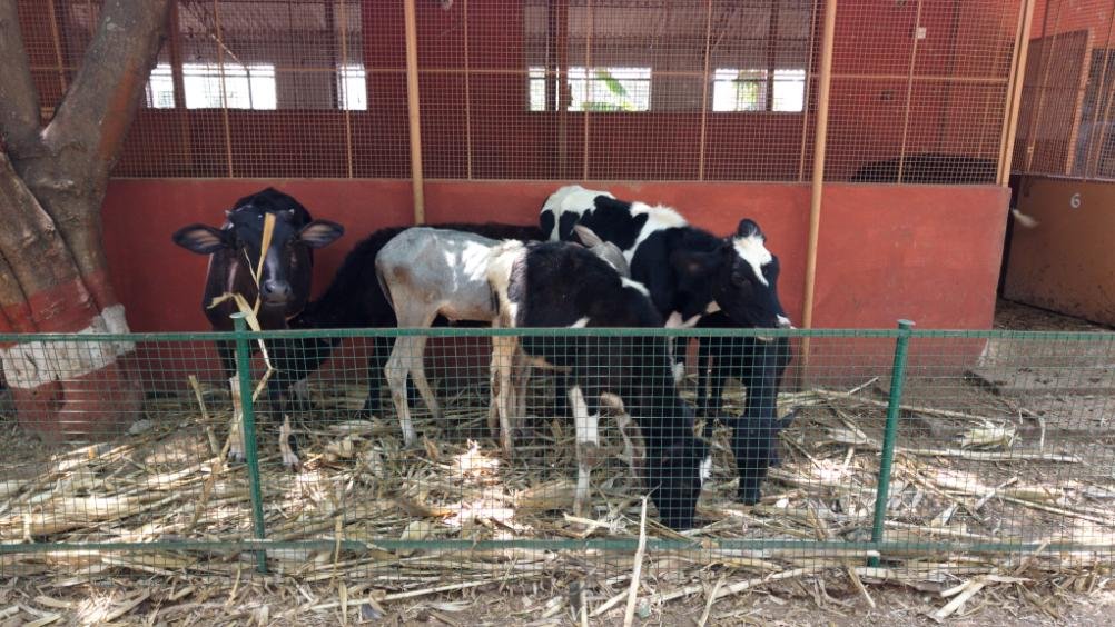 Krushi Bhoomi Farms — aerial photo 34